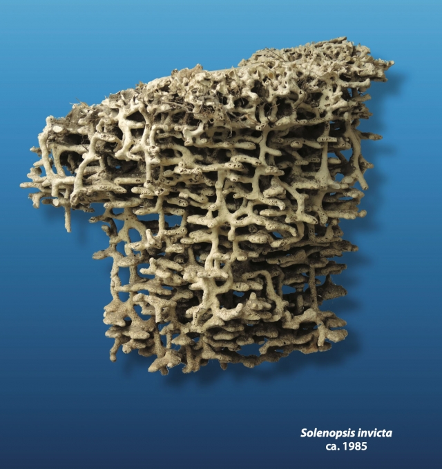 ant nest
